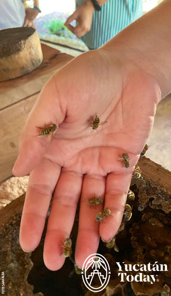 2303 Meliponario Lool-Há en Maní by Sara Alba