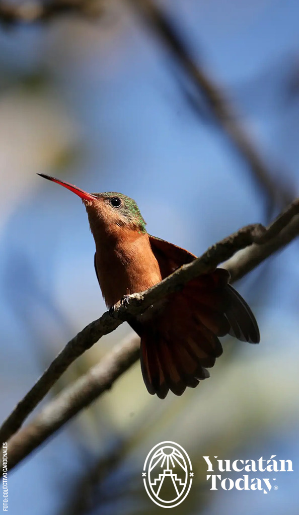 Colibrí en Tour de Avistamiento de aves by Colectivo Cardenales
