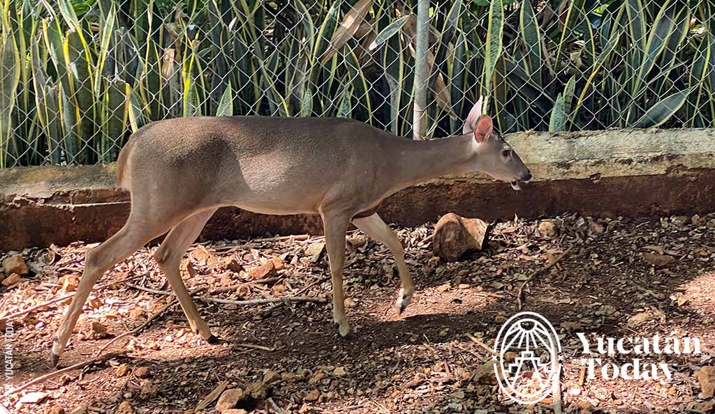 Museo Choco Story Uxmal venado by Yucatán Today