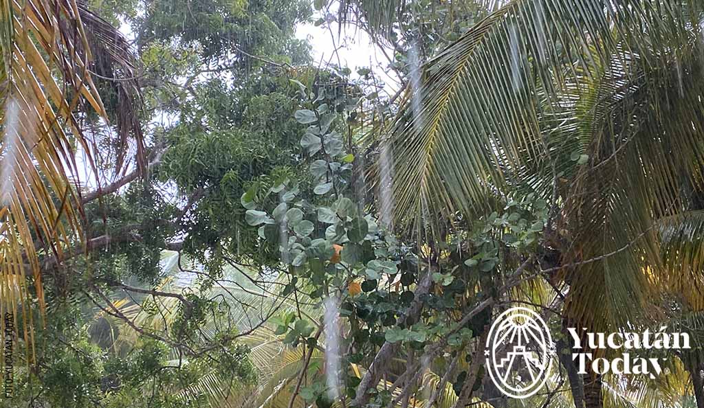 Temporada de lluvia, cabañuelas by Yucatán Today