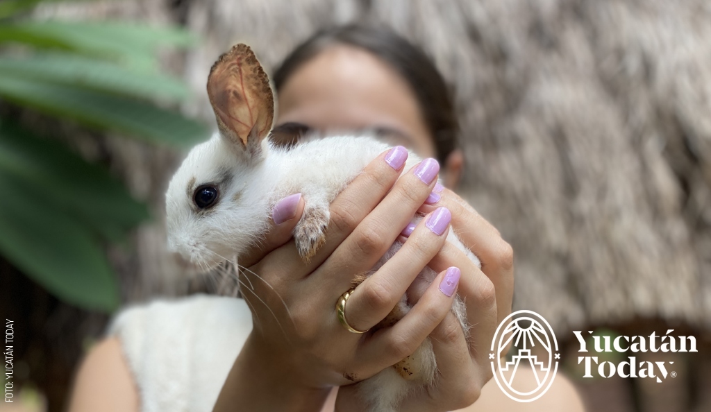  Conejo en Cenote Pueblo Fantasma by Yucatan Today