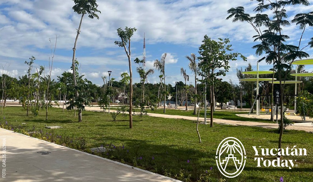 Parque de la Plancha arboles by Carlos Guzmán