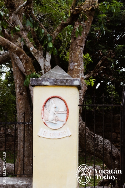 Conejo Izamal by Elena Murillo