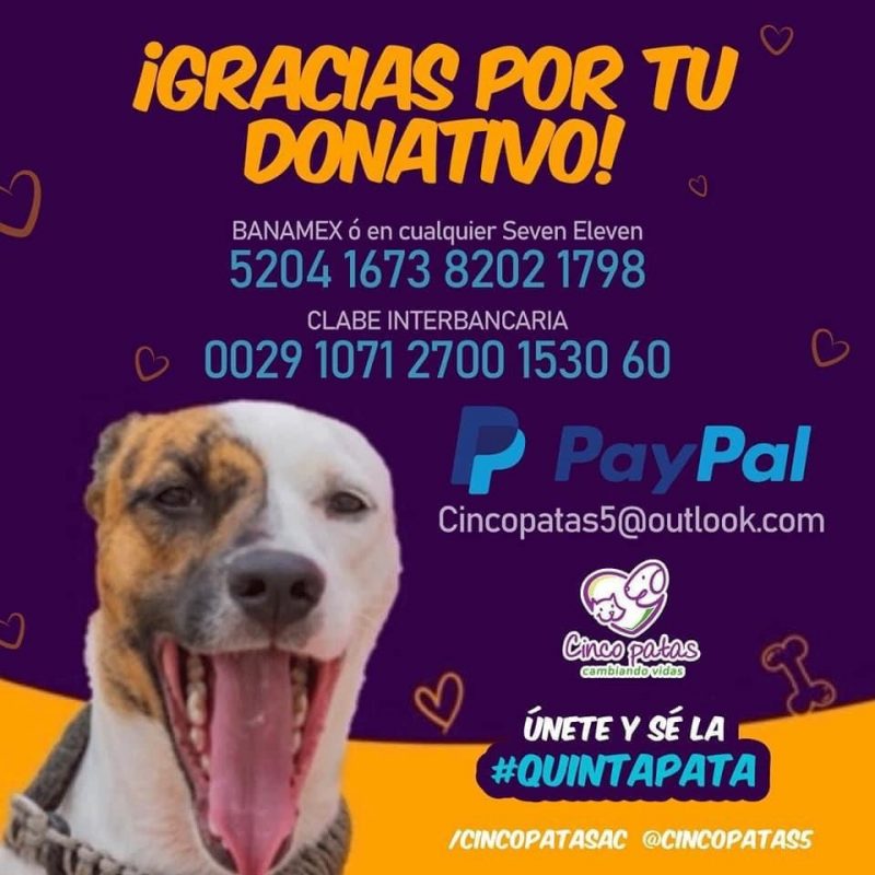 Donativos Cinco Patas A. C.
