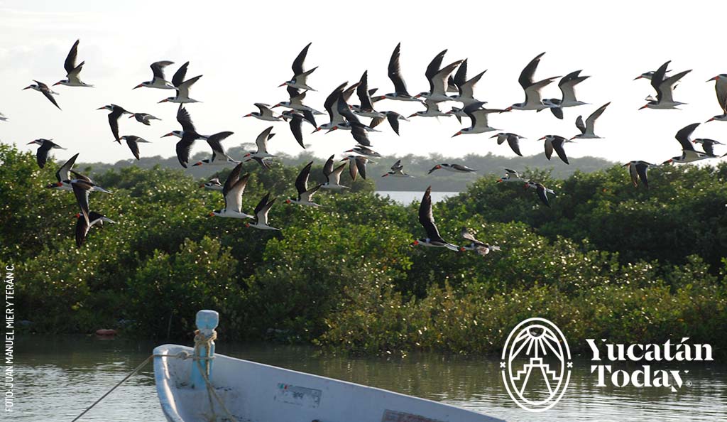 Birds in mangrove by Juan Manuel Mier y Terán