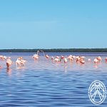 Celestun-Flamingos-by-Cassie-Pearse-150x150-Dec-07-2023-05-37-19-2888-AM