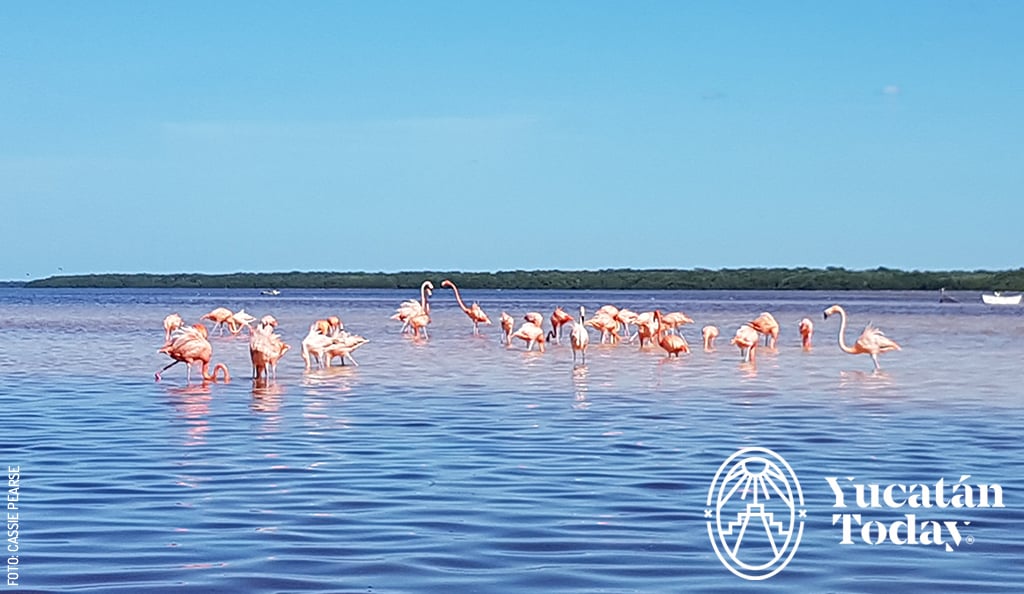 Celestun-Flamingos-by-Cassie-Pearse-Dec-06-2023-07-28-58-8765-PM