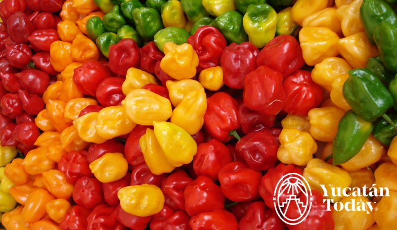 Chile-Habanero-800x464-1