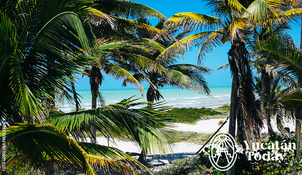 El-Cuyo-Cocos-Palmeras-Beach-Playa-Dec-03-2023-02-01-56-1614-AM