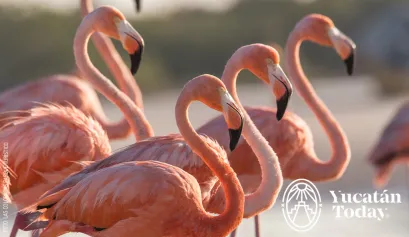 Flamencos-Las-Coloradas-by-Las-Coloradas-Parque-Turístico