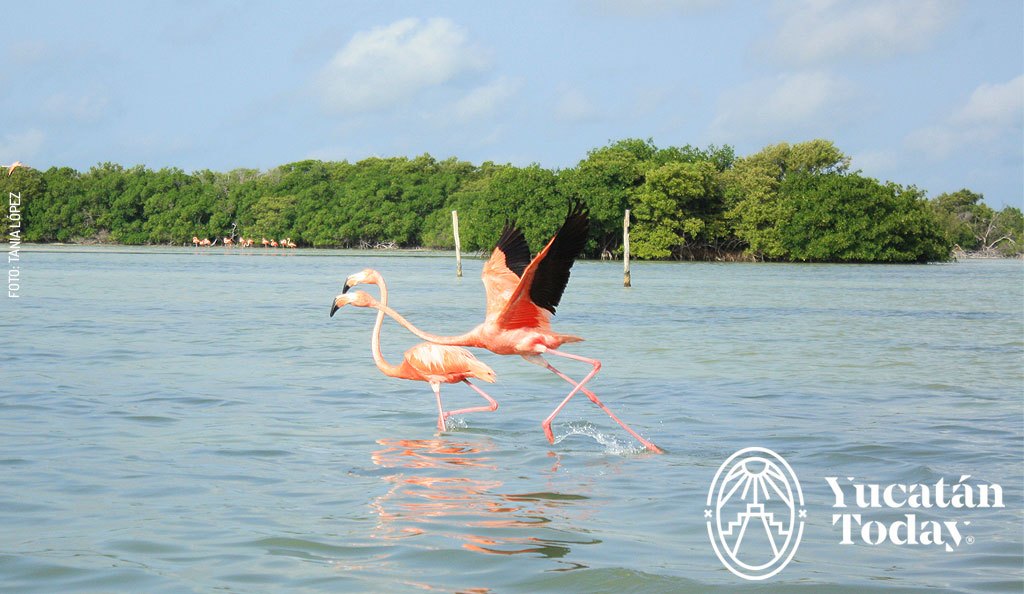 Flamingo-Rio-lagartos-1-1-2