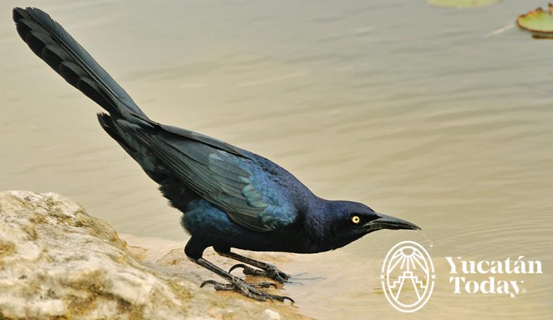 grackle
