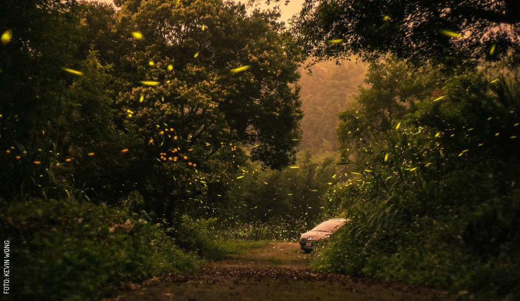 Luciernagas-by-Kevin-Wong-Unsplash-no-logo-2