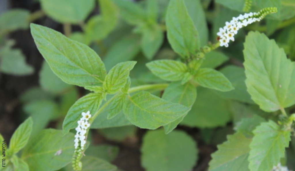 Heliotropium Angiospermun, scorpion's tail, traditional maya medicine by Wikipedia