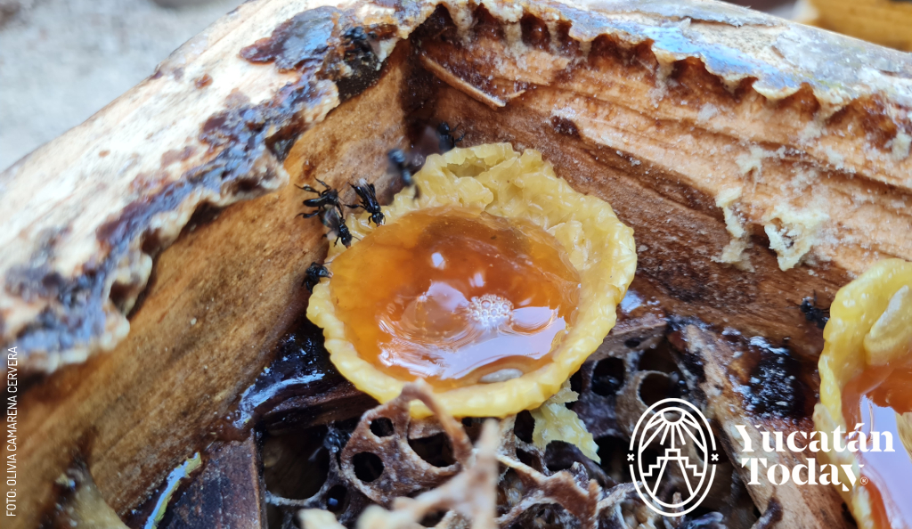 Miel-Nativa-Kaban-cata-de-miel-by-Olivia-Camarena-20210209_120121-2