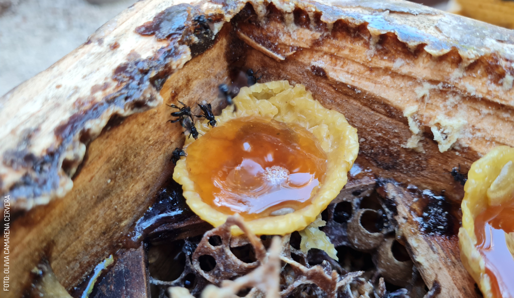 Miel-Nativa-Kaban-cata-de-miel-by-Olivia-Camarena-20210209_120121-sin-logo-1