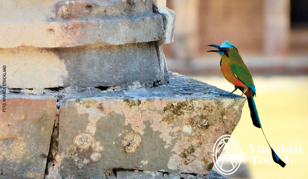 Pajaro-Toh-4