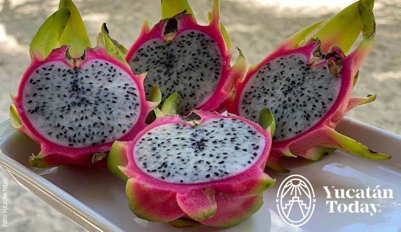 Pitahaya-by-Yucatan-Today-800x464-4