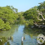 Rio-Lagartos-manglar-mangrove-by-Juan-Manuel-Mier-y-Teran-150x150-Mar-11-2024-09-45-20-5760-PM