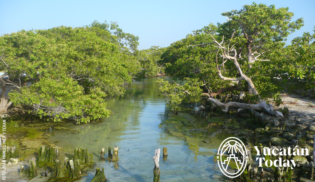 Rio-Lagartos-manglar-mangrove-by-Juan-Manuel-Mier-y-Teran-Mar-11-2024-09-45-19-5694-PM