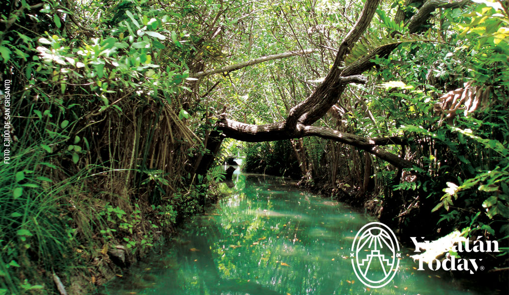 San-Crisanto-manglar-1