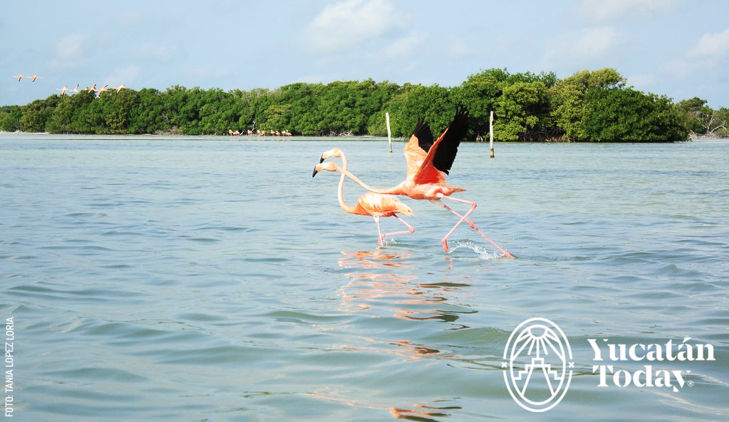 Sisal-manglar-mangrove-flamenco-flamingo-by-Andrea-Mier-y-Teran-Dec-02-2023-10-19-26-2165-PM