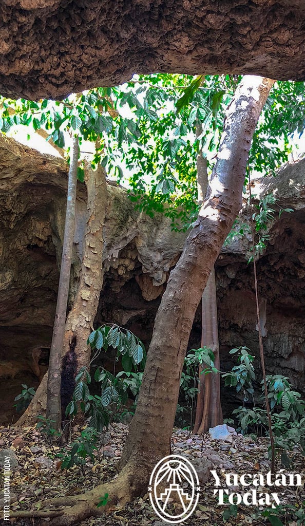 Tekax-Grutas-Las-Sartenejas-Arboles-por-Andrea-Mier-y-Teran-1