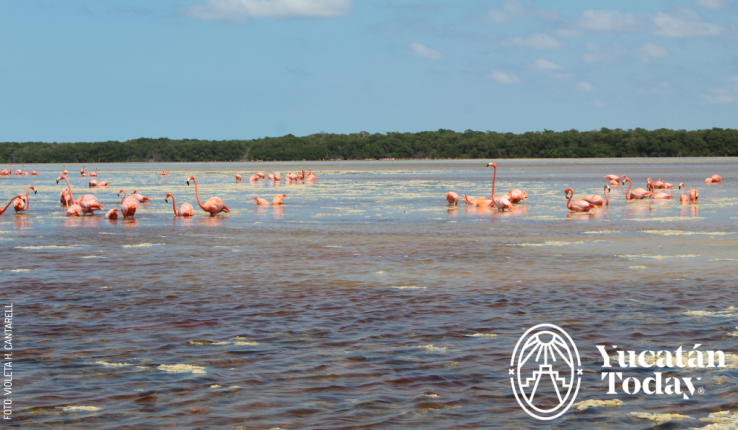 flamencos-Celestún-by-Violeta-Cantarell-3