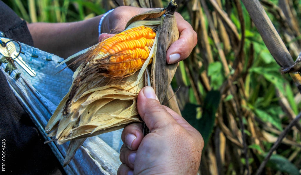 maiz-milpa-Ek-Balam-by-Coox-Mayab-23-1