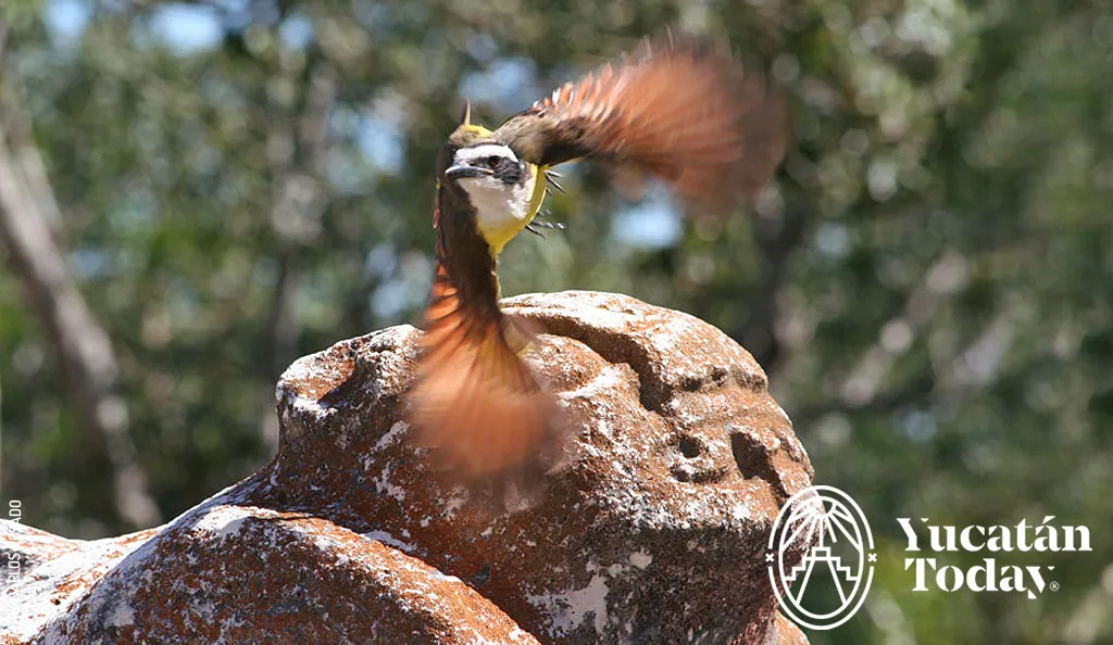 Jaguar-en-Uxmal-con-Ave-by-Carlos-Rosado