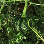 La-milpa-calabaza-by-Coox-Mayab