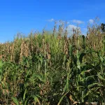 La-milpa-siembra-by-Coox-Mayab