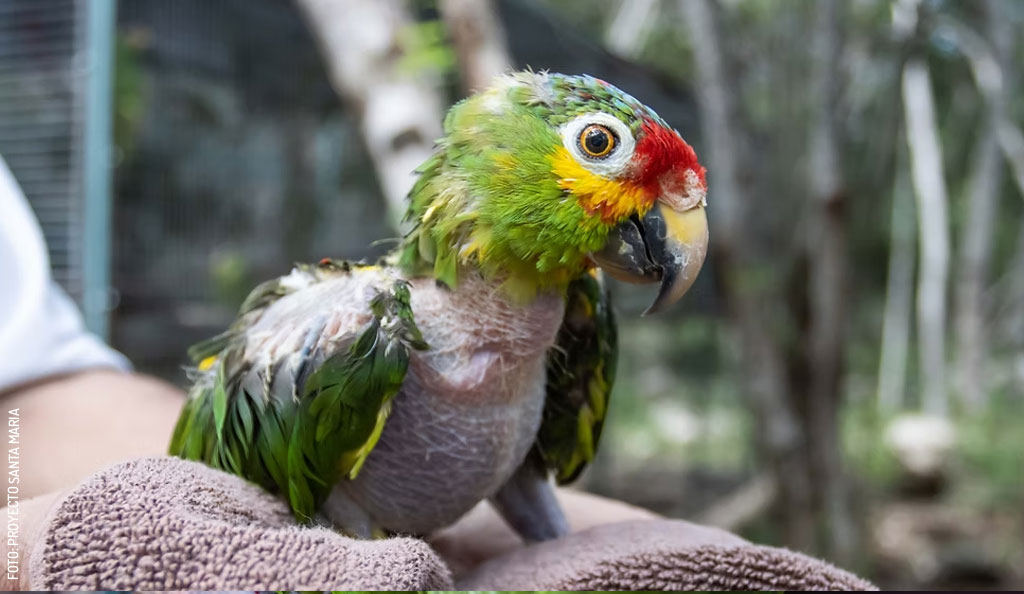 Loros-2-by-Proyecto-Santa-Maria