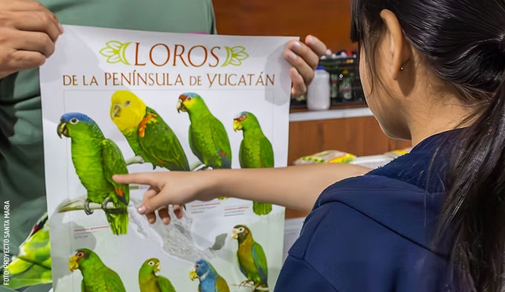 Loros-3-by-Proyecto-Santa-Maria