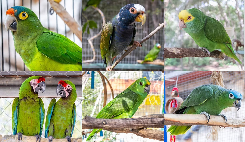 Loros-4-by-Proyecto-Santa-Maria