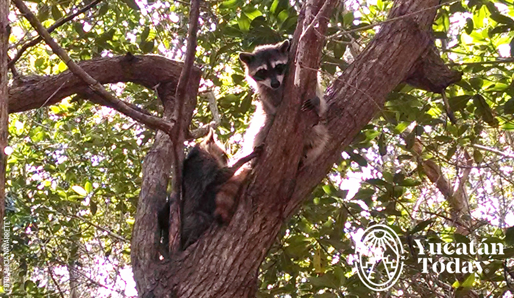 Mapache-El-Corchito-Progreso-by-Alicia-Navarrete