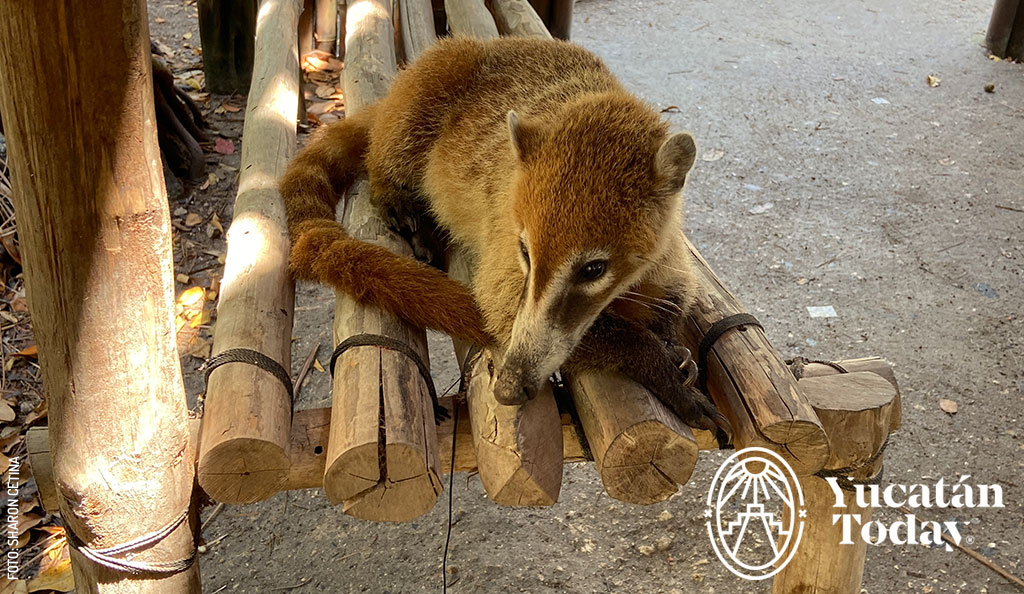 Mapache-El-Corchito-Progreso-by-Sharon-Cetina