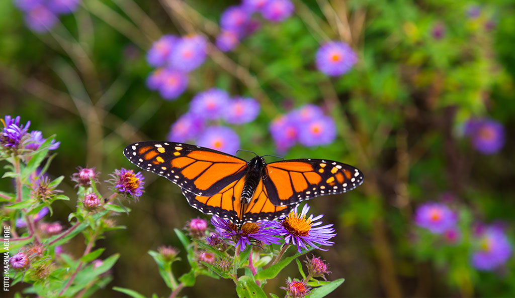 Mariposa-Monarga-migracion-1-por-Marina-Aguirre