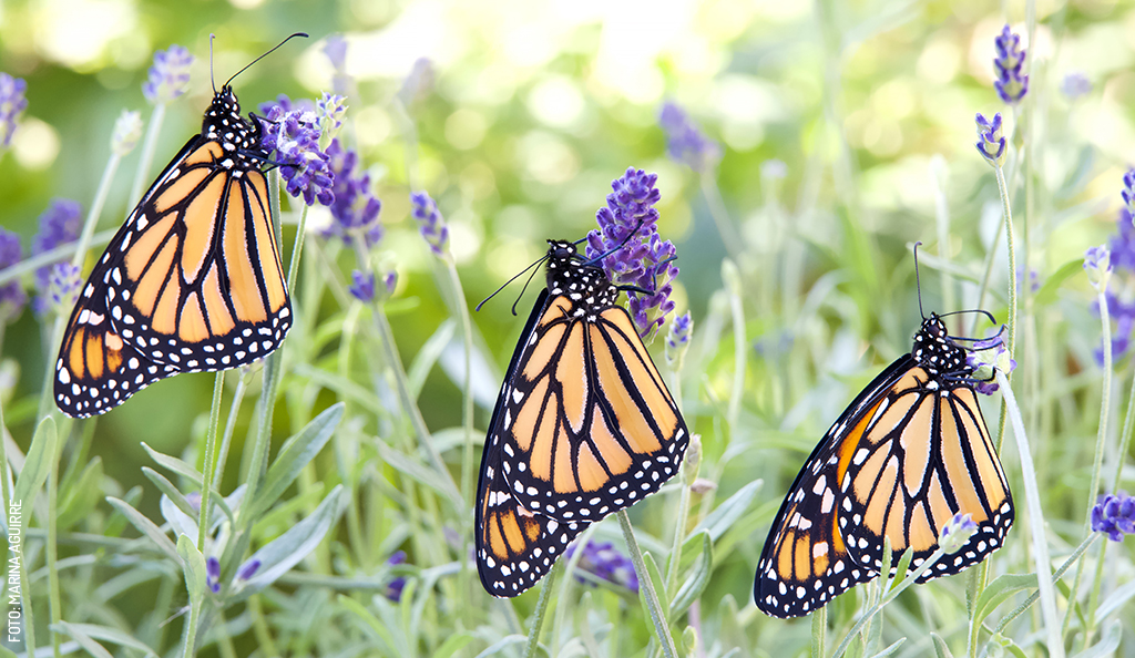 Mariposa-Monarga-migracion-3-por-Marina-Aguirre