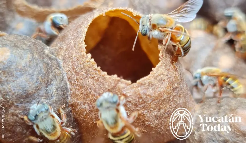 Meliponario-abeja-Maní-by-Olivia-Camarena-Cervera-20210504_142245