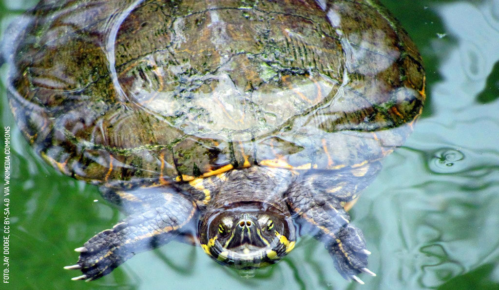 Meso-American-Turtle-by-Jay-Dodge-via-Wikimedia-Commons