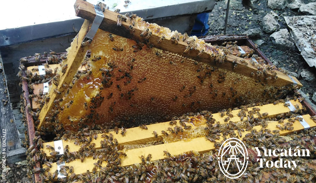 Miel-yucatan-abejas-apiario-by-Gonzalo-N-Gonzalez