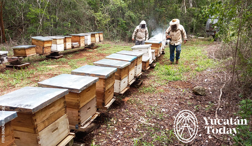 Miel-yucatan-oficio-abejas-apiario-by-Gonzalo-N-Gonzalez