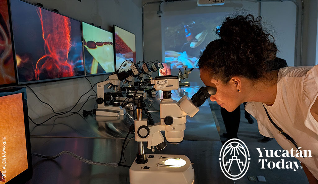 Museo-de-la-Luz-exhibicion-Insectos--Extintos-y-en-peligro-1-by-Alicia-Navarrete-