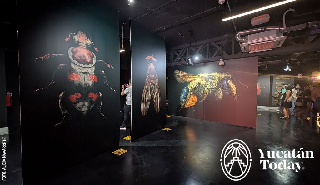 Museo-de-la-Luz-exhibicion-Insectos--Extintos-y-en-peligro-2-by-Alicia-Navarrete-