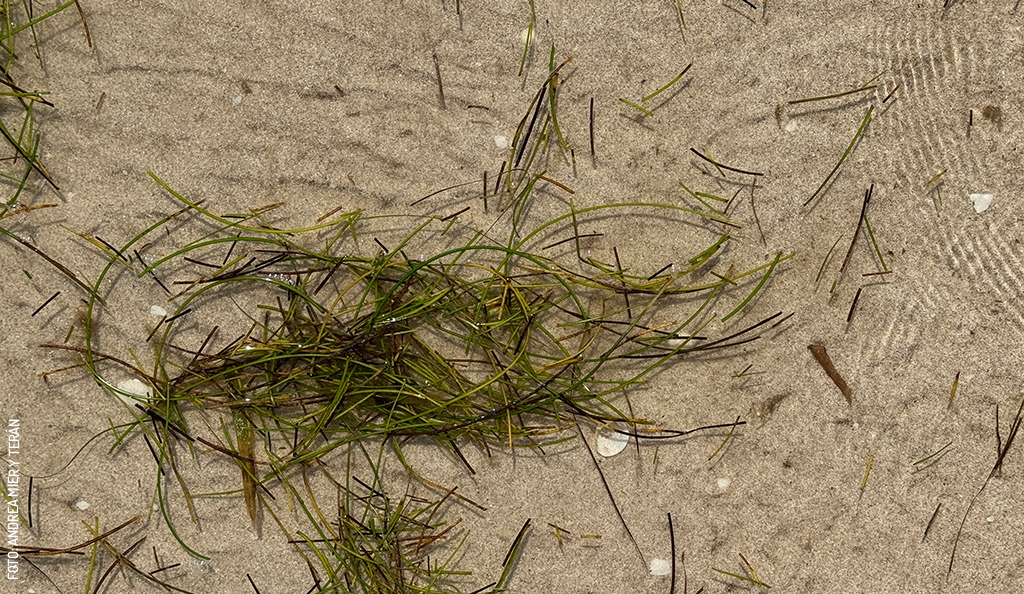 Pasto-de-mar-sargazo-Syringodium filiforme-by-Andrea-Mier-y-Teran