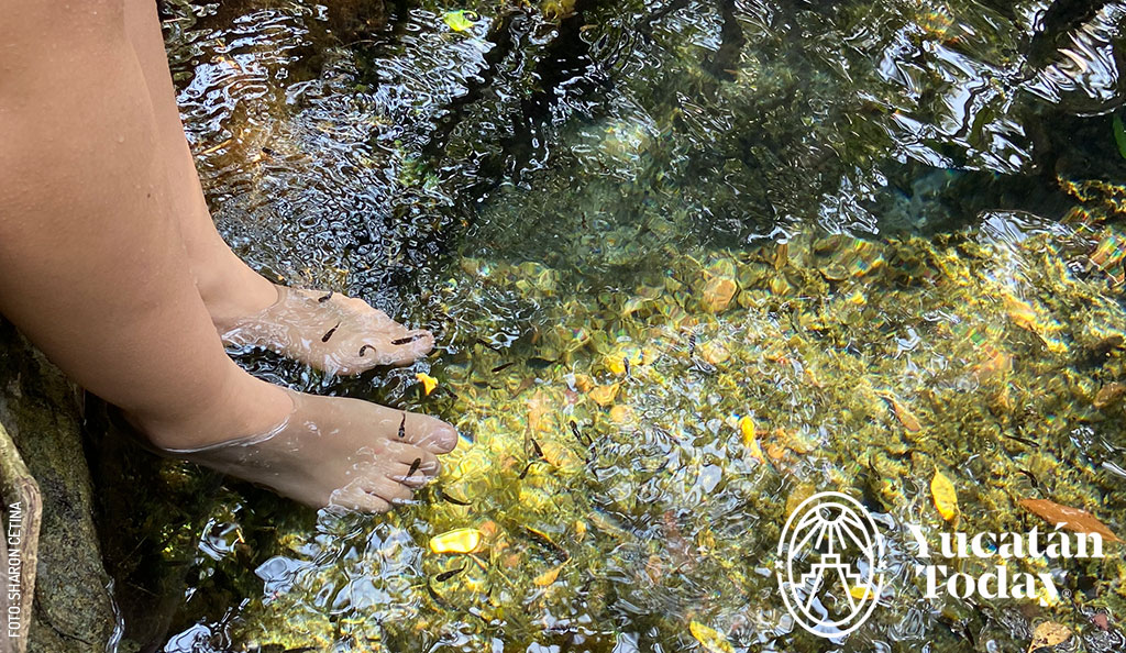 Peces-El-Corchito-Progreso-by-Sharon-Cetina