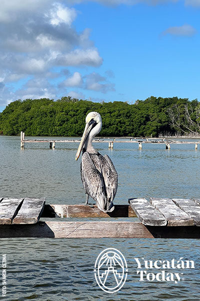 Pelicano-Rio-Lagartos-Muelle-by-Sharon-Cetina