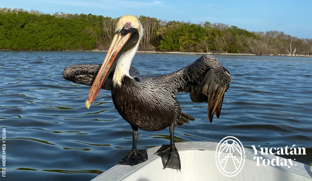 Pelicano-by-Andrea-Mier-y-Teran