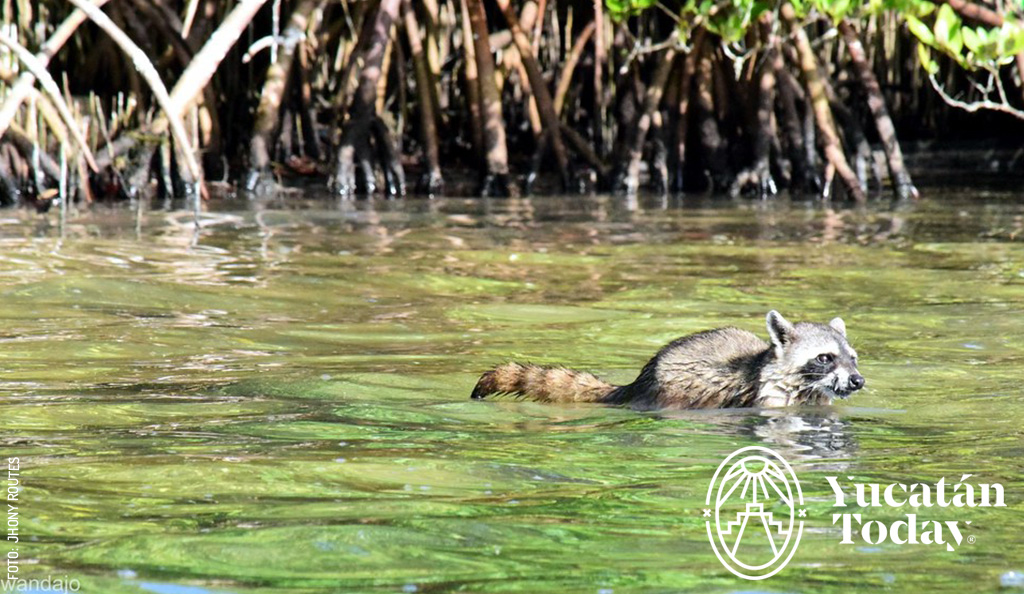 Peten-Culu-mapache-manglar-mangrove-by-Jhony-Routes